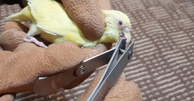 Woman using scissors to groom a dog