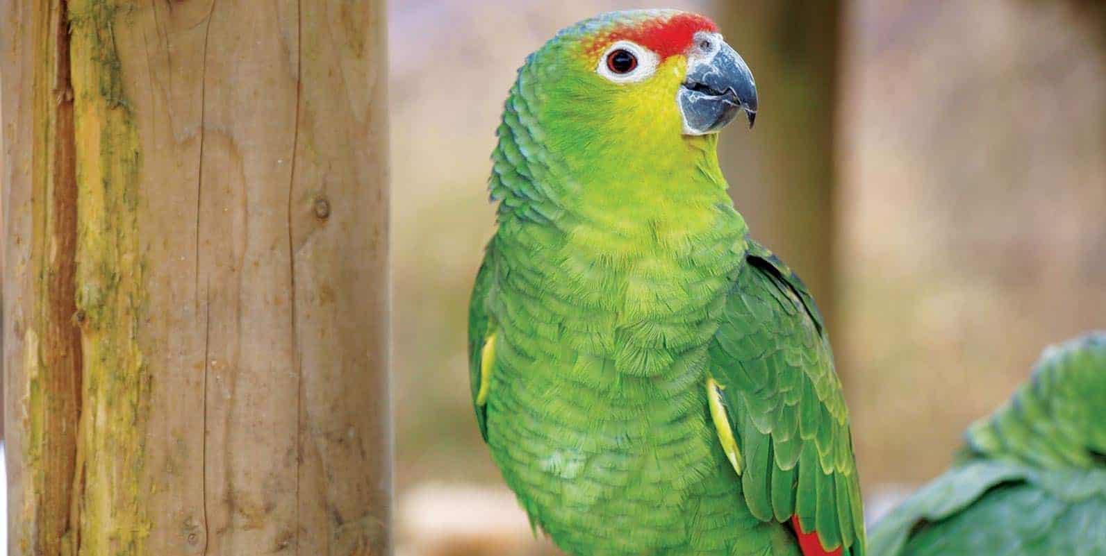 Dog at veterinarian checkup