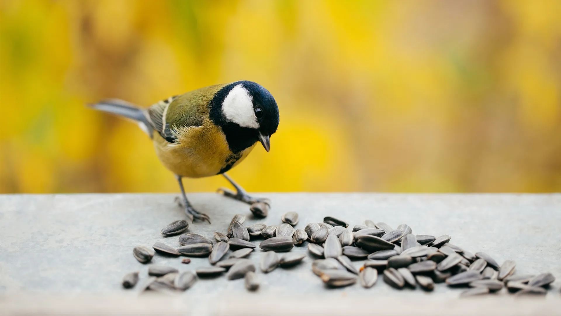Bird eating seeds