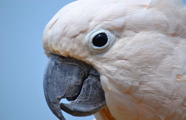 Close-up bird head