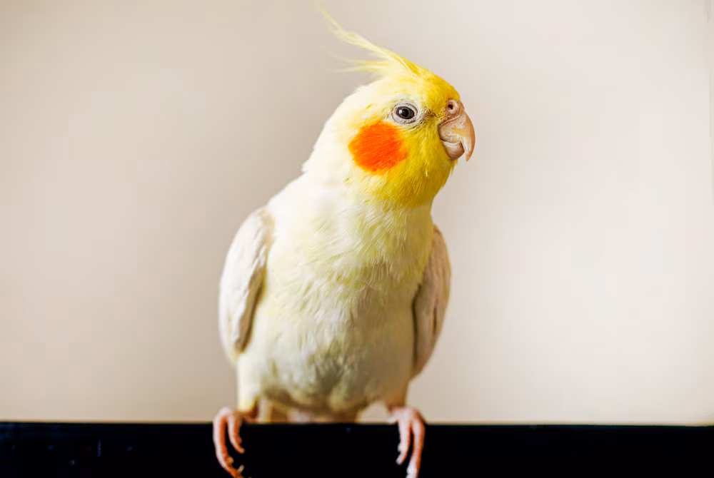 Cockatiels