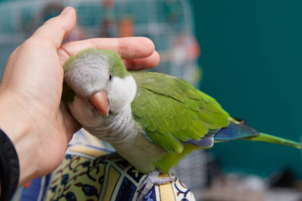 Petting a bird