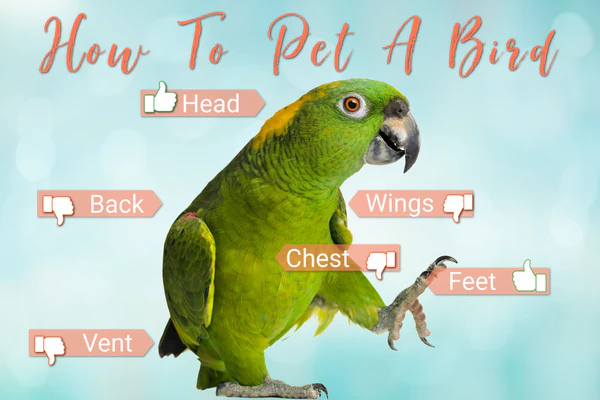 How to pet a bird