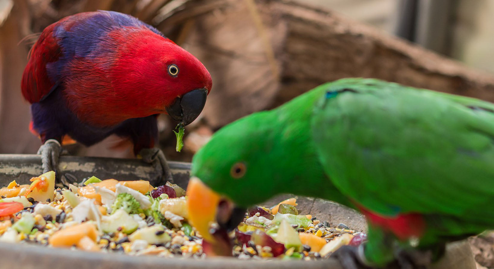 birds eating nutritious foods