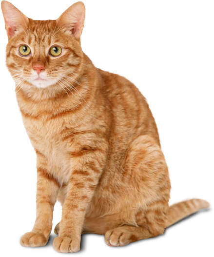 Cat Image