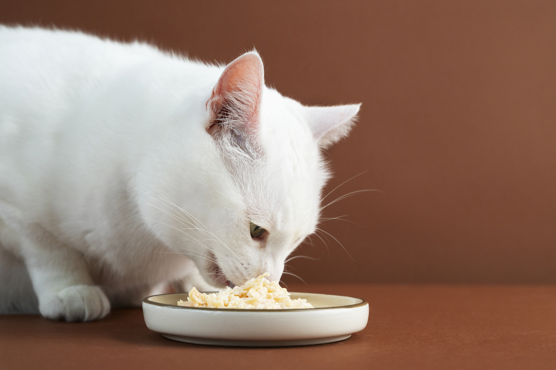 A Cat Eating a Cat Food