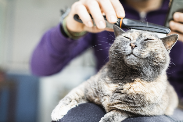 Brushing Cat