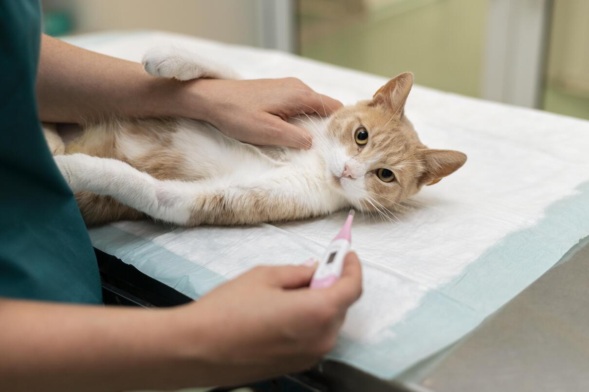 Cat Getting Check Up