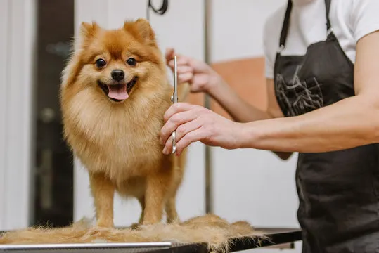 Woman using scissors to groom a dog