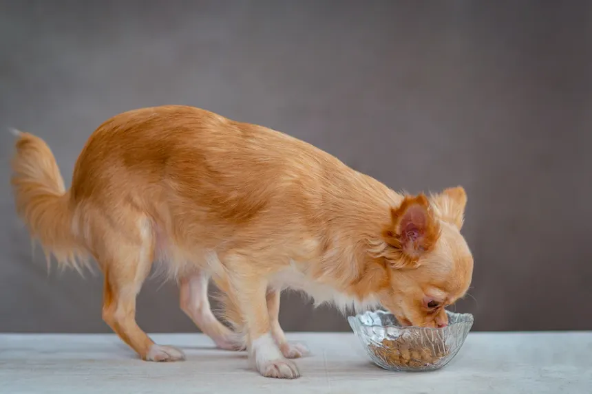 Chihuahua eating food