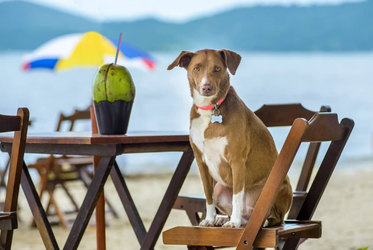 A Dog sitting in a chair with coconut on the table at the beach
