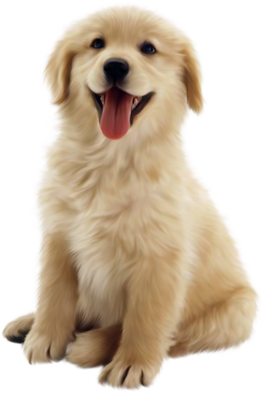 Dog Image