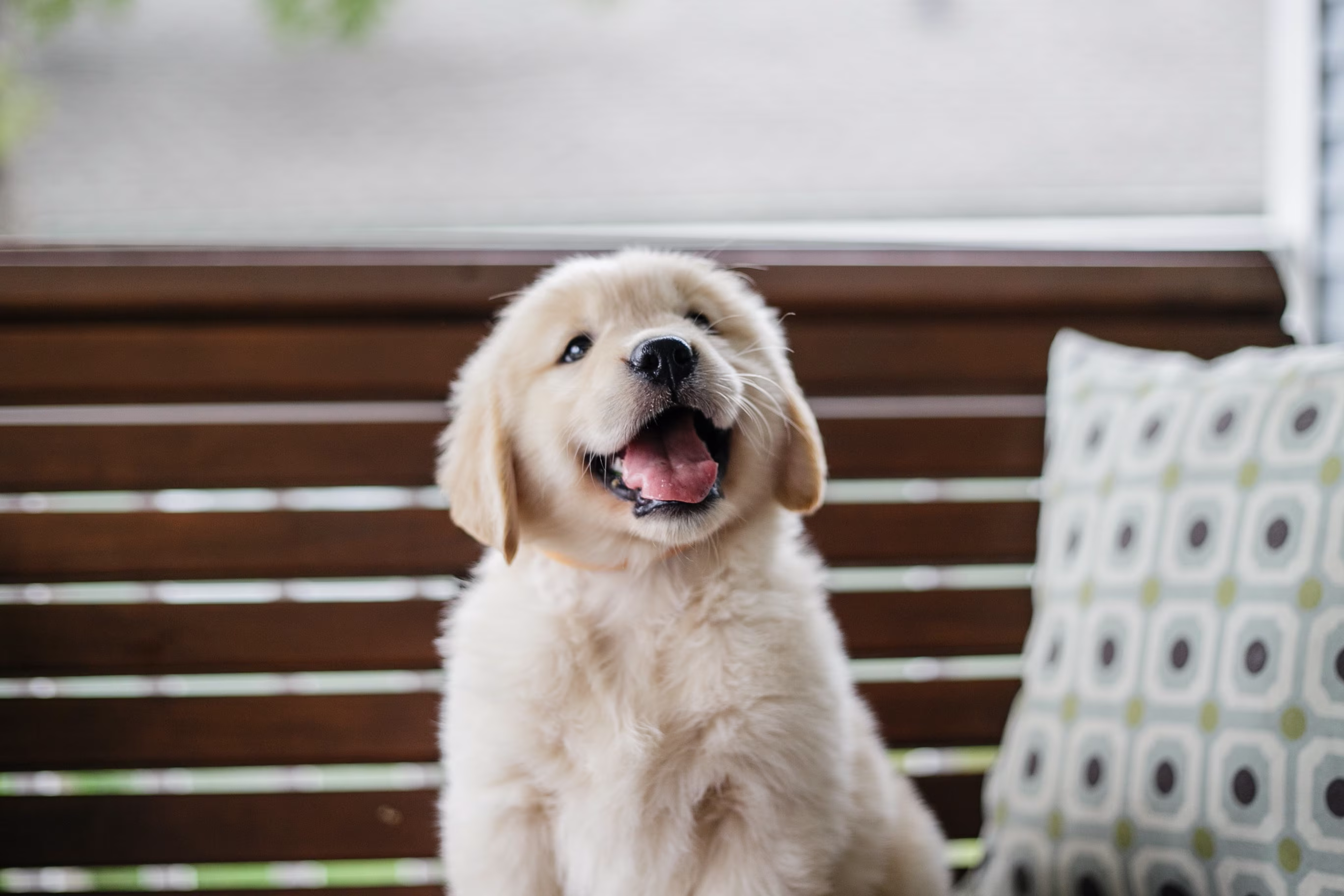 Golden Retriever puppy