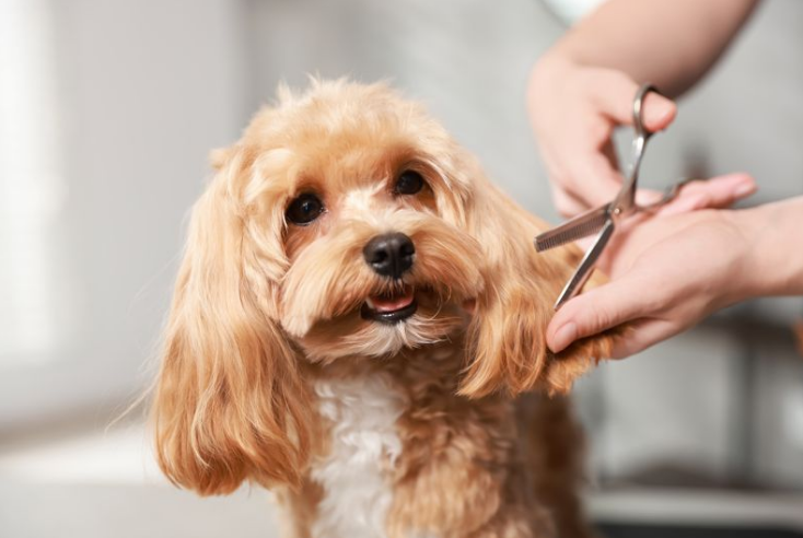A Dog smiling while being groomed