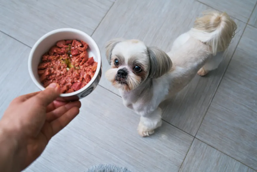 A Dog looking at the Dog Food