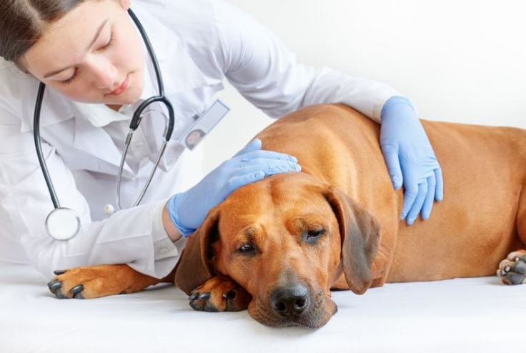 A Dog feeling pain and a veterinarian petting the dog