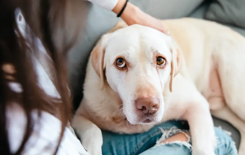 Dog at veterinarian checkup