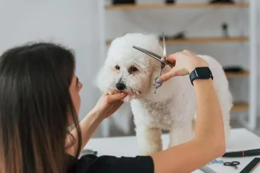 Woman using scissors to groom a dog