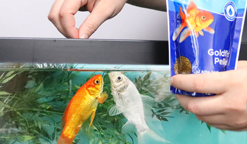 Man handling food to fish pet