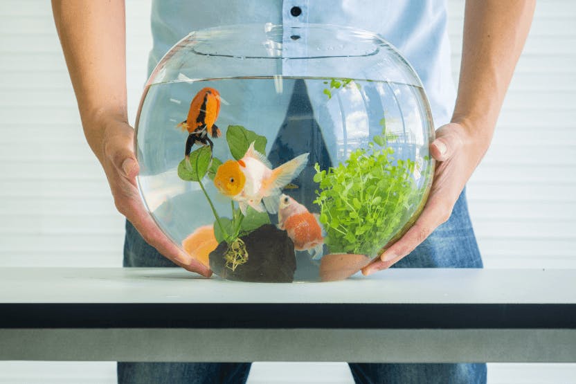 Man holding a fish bowl