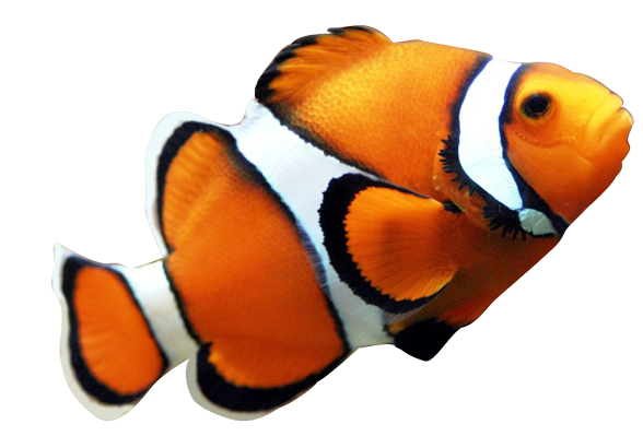 Fish Image