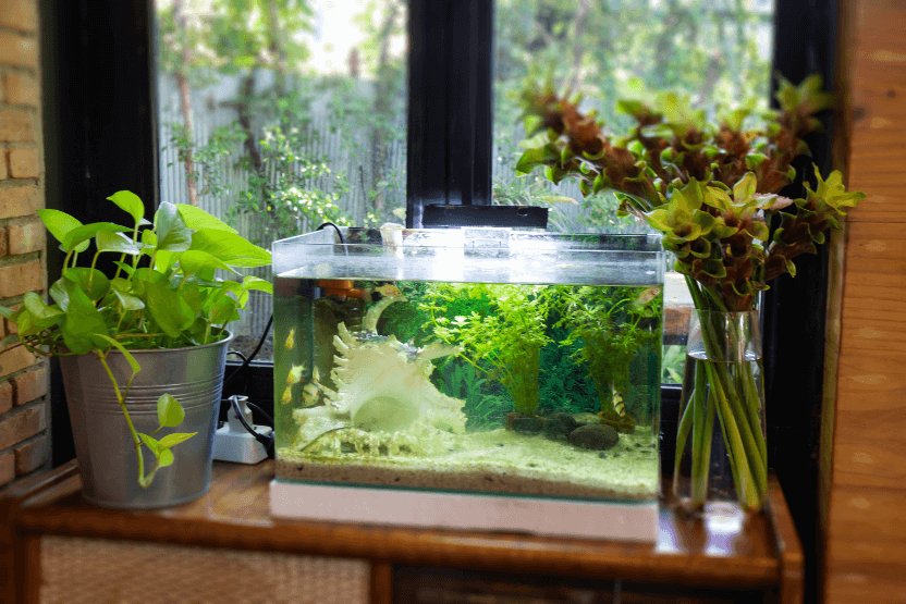 Tanks and aquarium