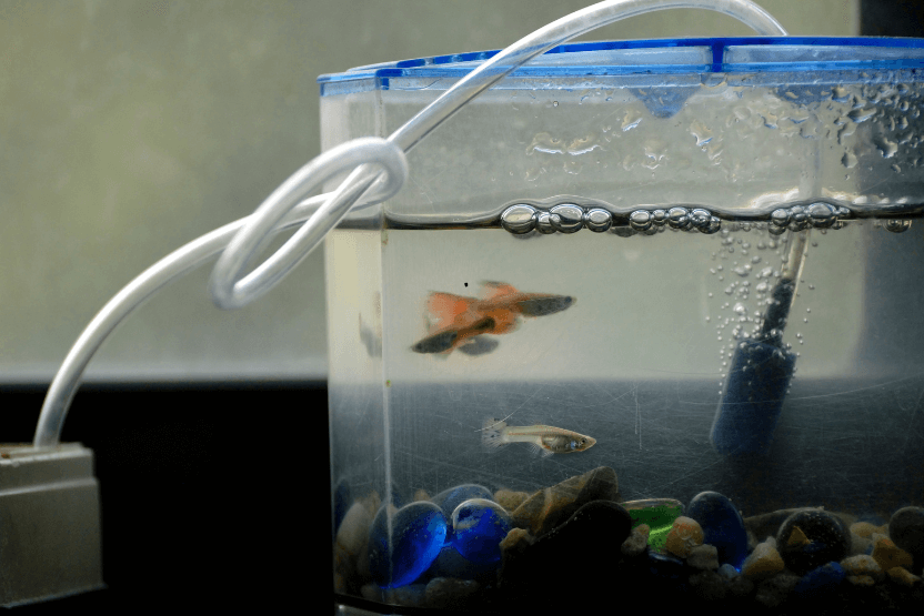 Filtration host of tank