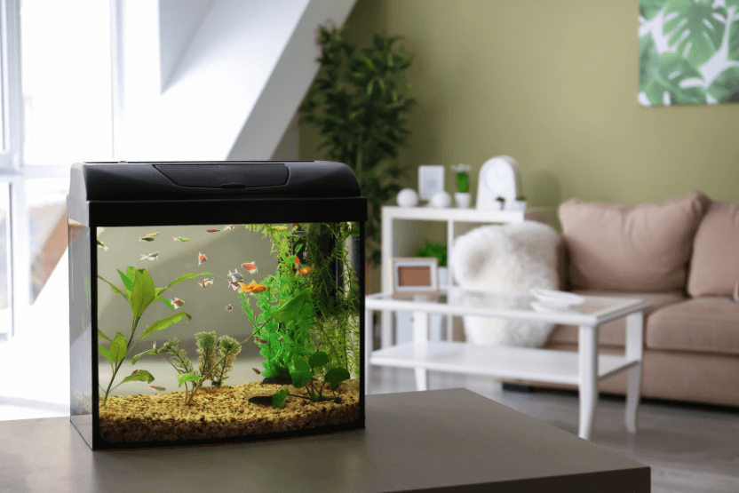 Sunlight to fish tank