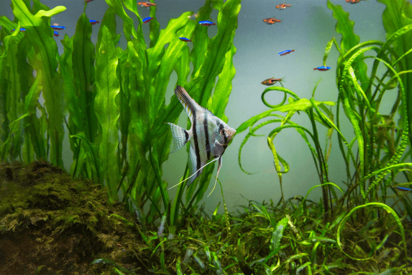 Aquarium plants