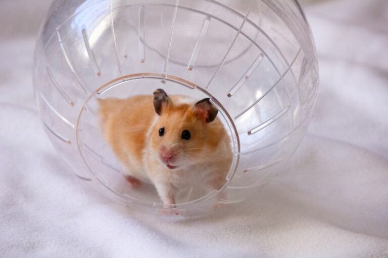 Hamster within a hamster ball