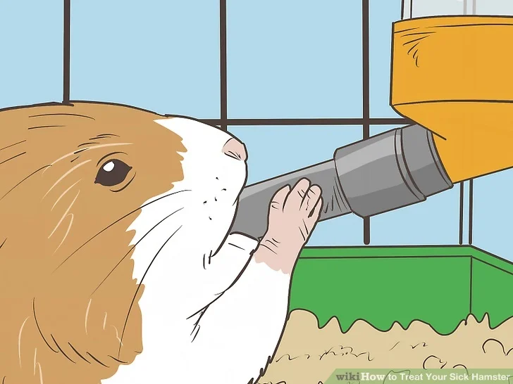 A Sick Hamster drinking medicine