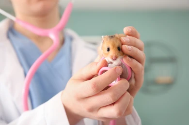 A sick hamster that being is cared for