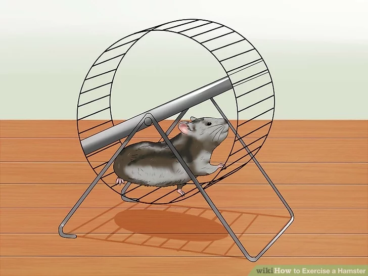 A Hamster running in a Hamster Wheel