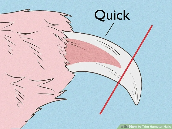 Woman using scissors to groom a dog