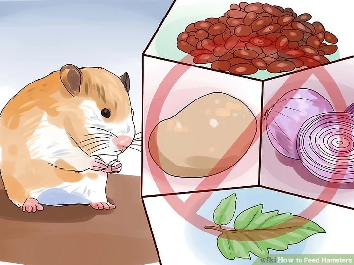 Foods Hamsters can't eat