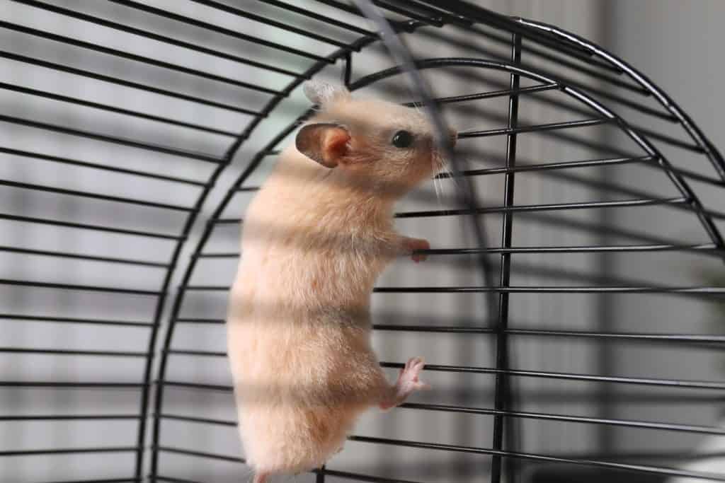 Hamster climbing the wall of the cage