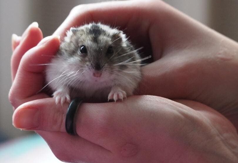 A hamster with long nails being shown
