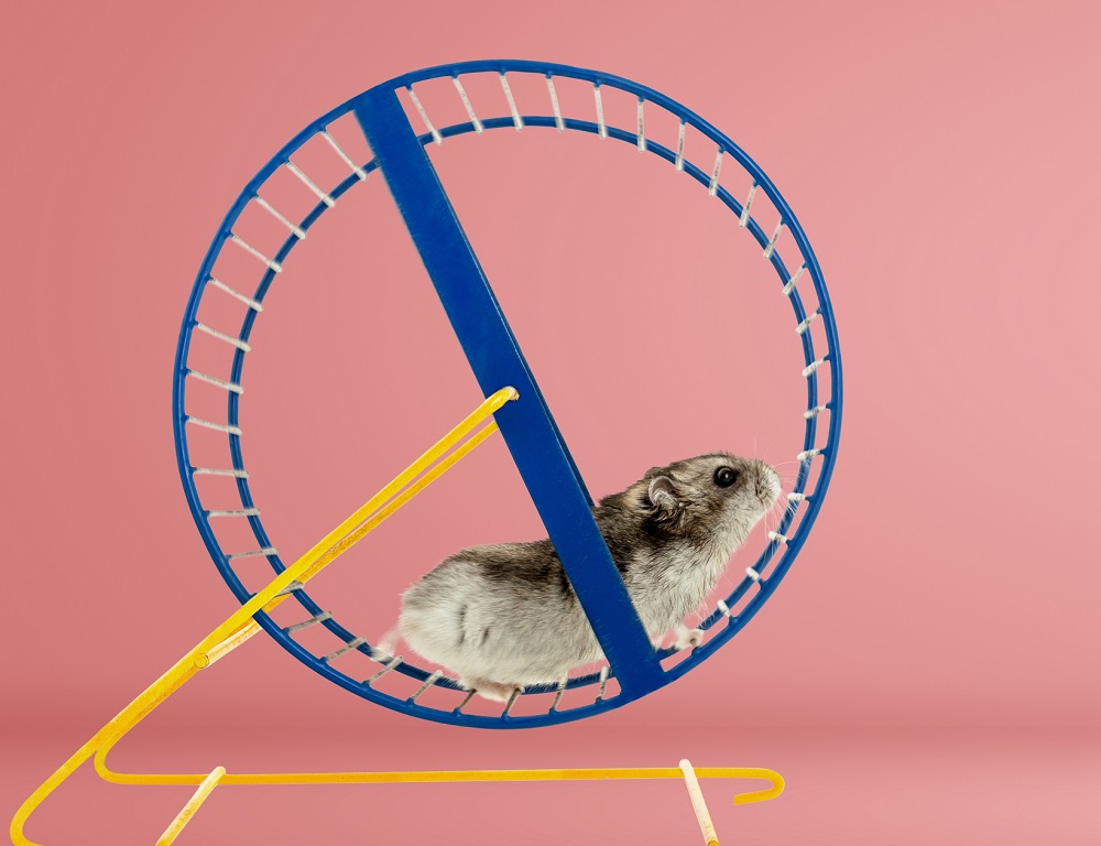 Hamster running on a hamster wheel