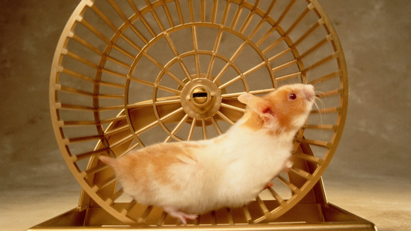 A hamster running on a Hamster Wheel