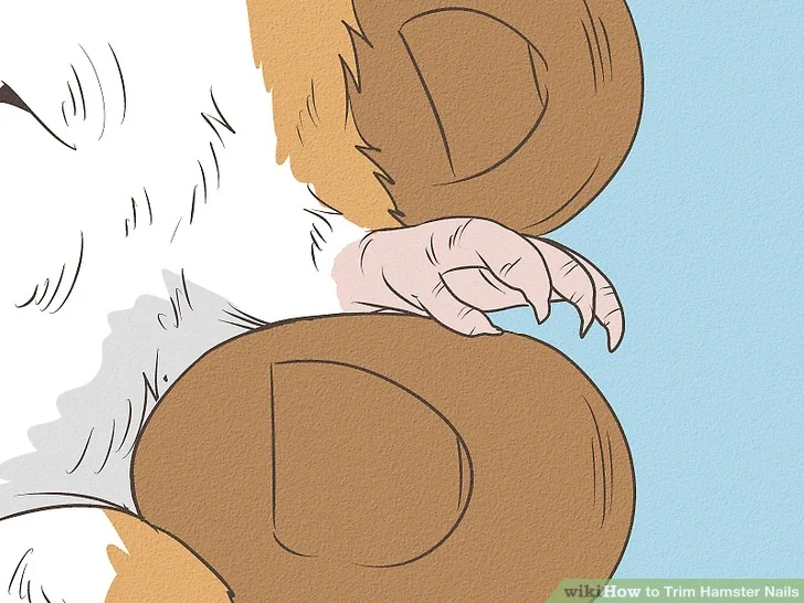 Woman using scissors to groom a dog