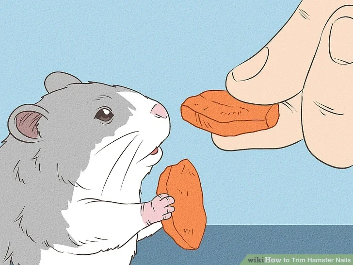 Woman using scissors to groom a dog