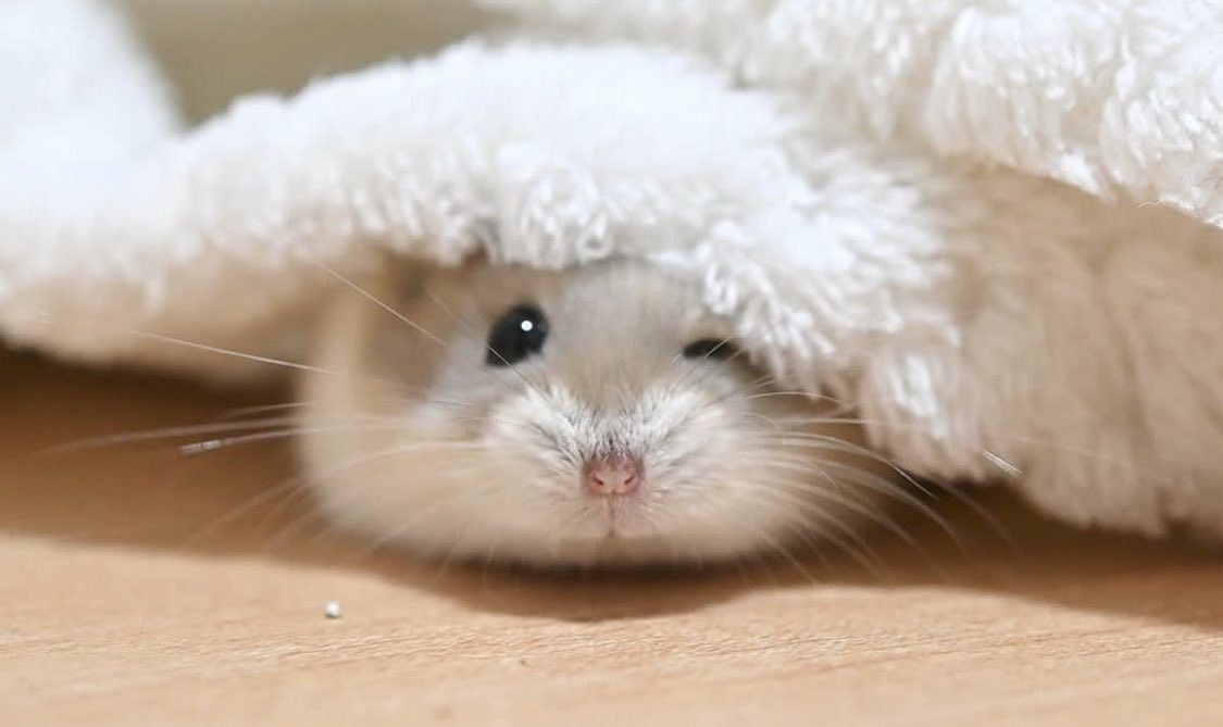 A hamster that is sick