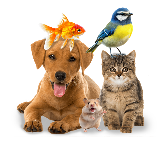 Image of pets